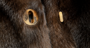 Michael Kors Chocolate Faux Fur Jacket